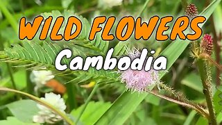 10 Beautiful Wild Flowers In Cambodia