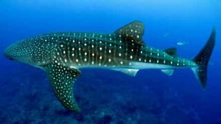 Rare whale shark spotted in Mexico