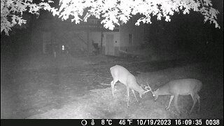 Two deer fighting on game camera