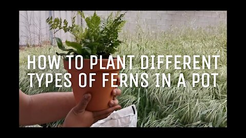 How to plant different types of ferns in a pot ( Do's and don'ts of planting variety of ferns )