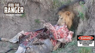 Lions With An Eland Meal | Lalashe Maasai Mara Safari