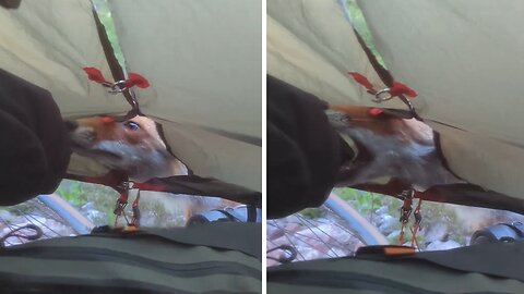 Sneaky fox tries to steal food from camping tent