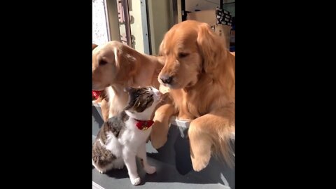 The cat took food from the dog's mouth