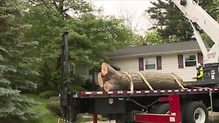 Local tree services facing staffing shortages, struggle with high demand after strong winds