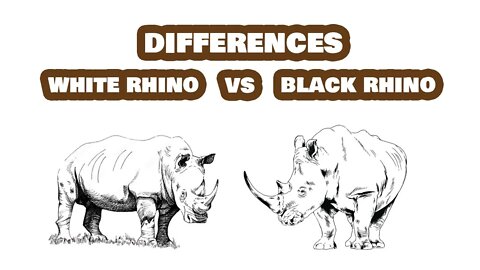 White Rhino vs Black Rhino: What's The Difference Between Them?