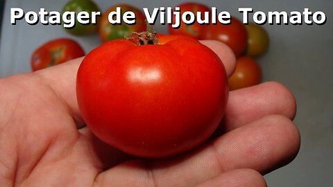 ⟹ Potager de Viljoule Tomato PI 123437 | Solanum lycopersicum | Tomato Review 2023