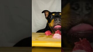 Rottweiler ASMR #shorts #short #viral #asmr #subscribe