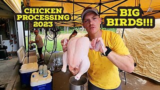 Processing Chickens 2023 - Our Set Up and How to Dispatch a Chicken