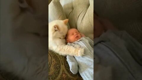 Cat: Hey guys, this little human belongs to me now!