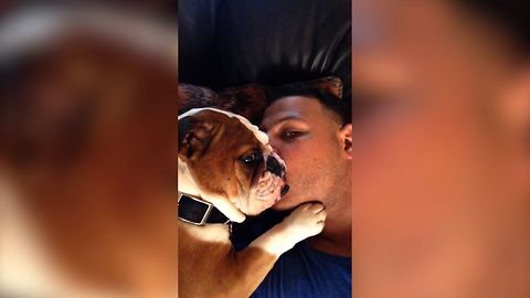 Bulldog Demands Kisses
