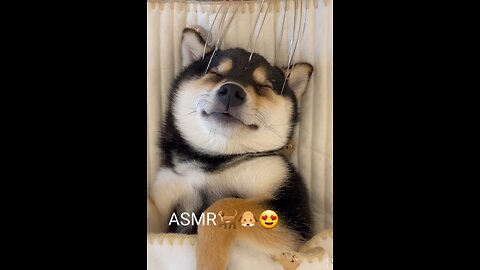 Dog spa ASMR (with headphone)