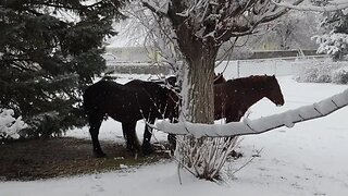 Snow Horses