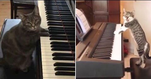 Cat playing extraordinary piano beat of 2pac