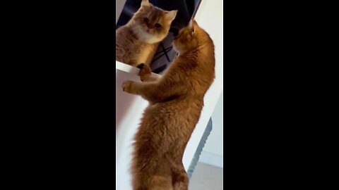 The cat is looking in the mirror