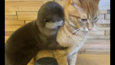 An otter and a cat, what would they do when their owner is away!?