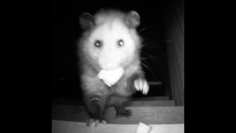 Albert the Possum, eating a strawberry