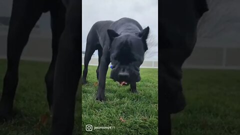 Cane Corso Puppy Eats Chicken Carcus SOUND ON #shorts #dog