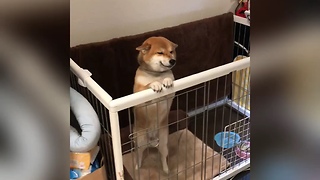 Sweet Doggy Flashes A Smile Upon Owner's Return