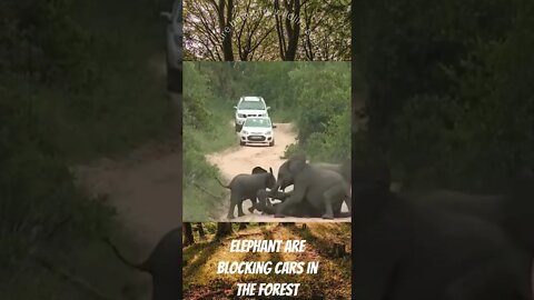 nature beautiful wildlife scene, Elephant are blocking cars in the forest Documentary