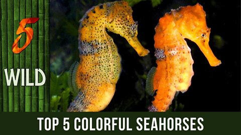 Top 5 Colorful Seahorses Under The Sea | 5 WILD