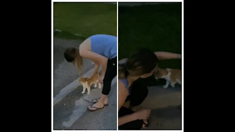 Stray cat follows couple right into their home