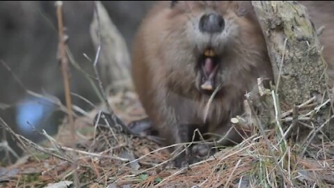 Beaver Yawning In Centennial Woods