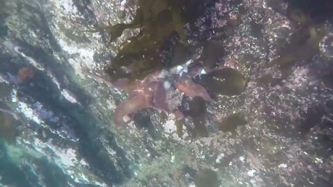 Free Diving for Giant Pacific Octopus in Sitka, Alaska-10
