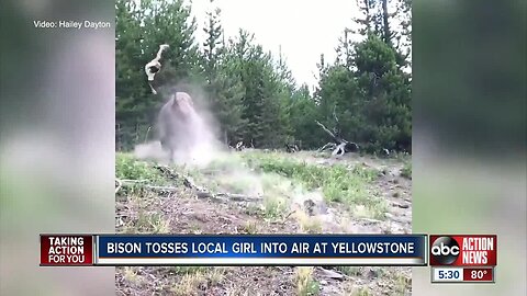 Florida girl tossed in air after bison charges Yellowstone tourists