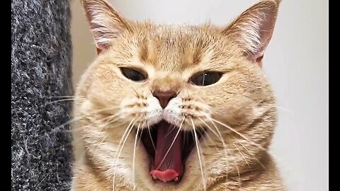 Cats & kitten, beautiful viral cats, horror expression, unbelievable voice