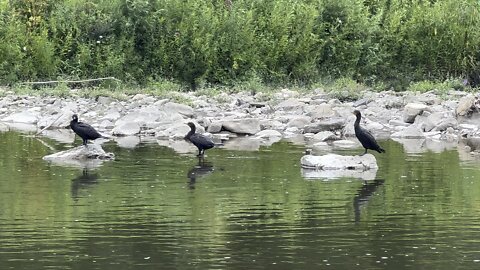 Cormorants standing still. I see you!