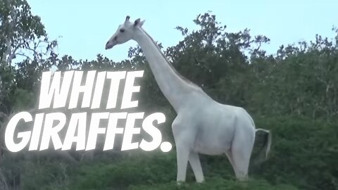 White giraffes.