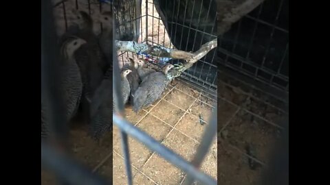 Giving baby guinea fowl a talk about dog safety