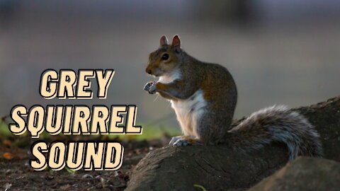 Eastern Gray Squirrel Sound Video | Squirrel Squeaking Noises By Kingdom Of Awais