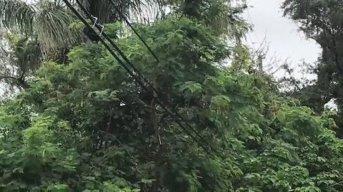 Trees entangled in power lines becoming a problem in Tampa Bay - Digital Short