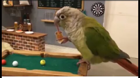 Funny parrot speaking videos