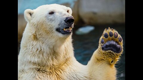 A bear protects its cubs from dogs.