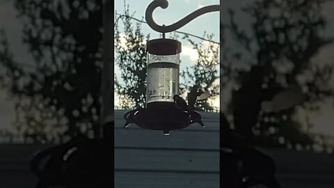 Hummingbird slo-mo cam