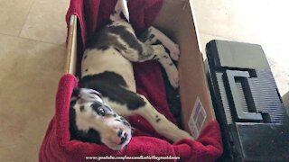 6 Week Old Great Dane Puppy Escapes From His Little Towel Box