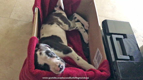 6 Week Old Great Dane Puppy Escapes From His Little Towel Box