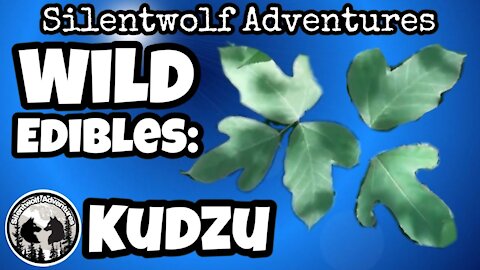 Wild Edibles: Kudzu