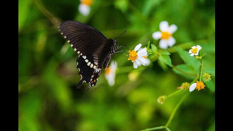 Beautiful Black Butterfly | 4K Video