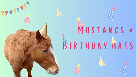 What Would Mustangs Think of Wearing A Birthday Hat?