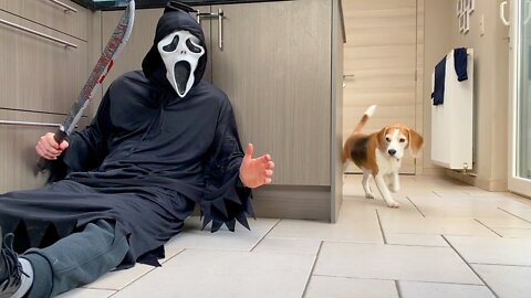 DOGS vs GHOSTFACE Scream PRANK : Funny Beagle Dog Reactions