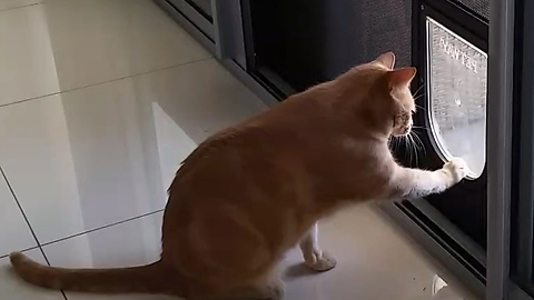 Curious cat figuring out how to use the cat door
