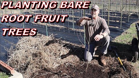 How to plant bare root fruit trees and tips on buying fruit trees
