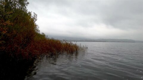 The calming sound of rain hitting a lake while the waves striking the reedy shore