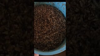 I ordered maggots from Amazon ( black soldier fly larvae ) #amazon #diy