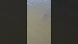 Bull Shark Swimming by the Boat While Fly Fishing #shorts