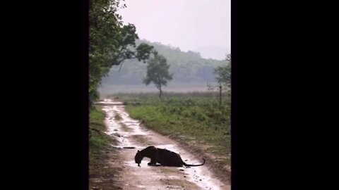 Black Leopard drinking water after fresh kill