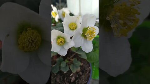 Winter rose, hellebore flowers